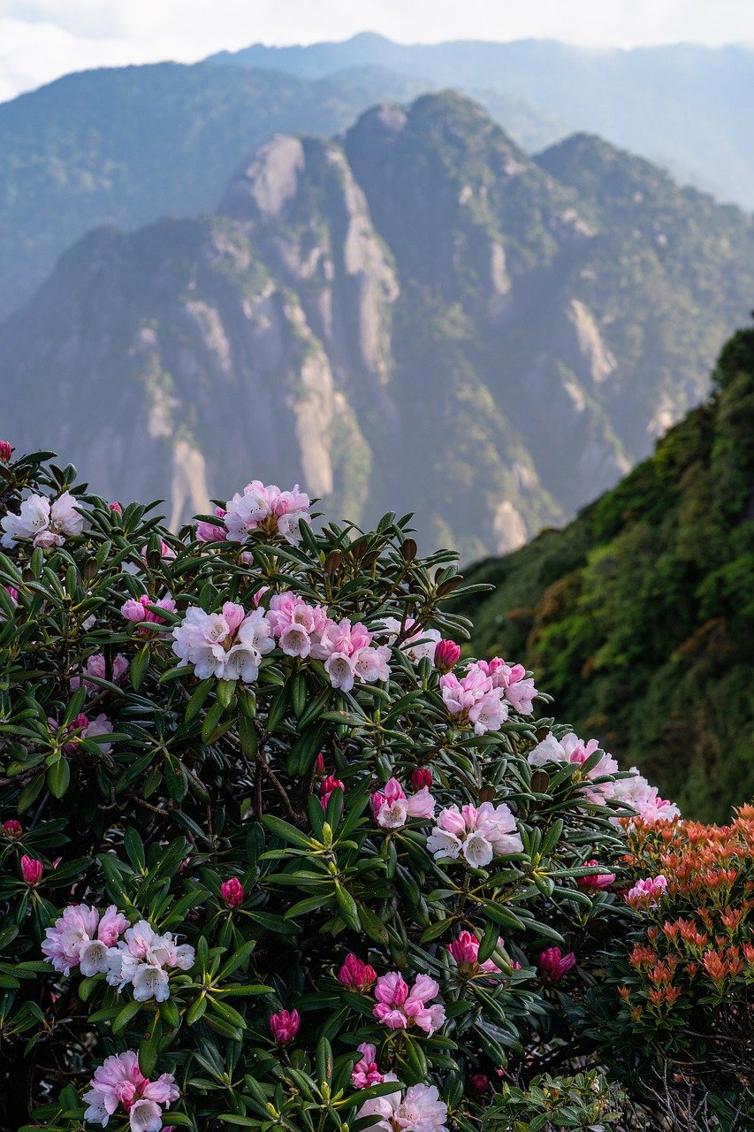 plant, rhododendron, yakushima shakunage